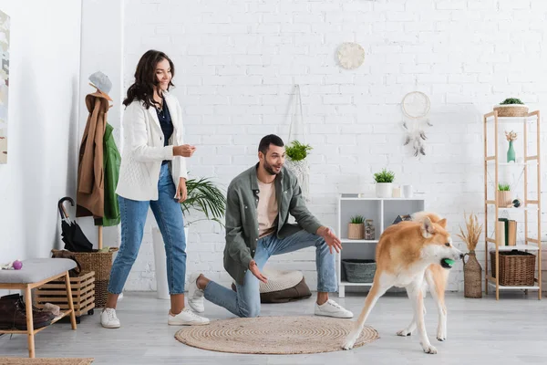 Happy couple looking at akita inu dog playing with rubber ball — Stock Photo
