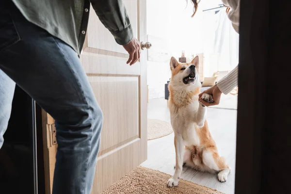 Akita inu dog giving paw to cropped couple at home — Stock Photo