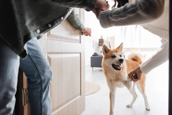 Akita inu dog giving paw to cropped couple holding hands at home — Stock Photo