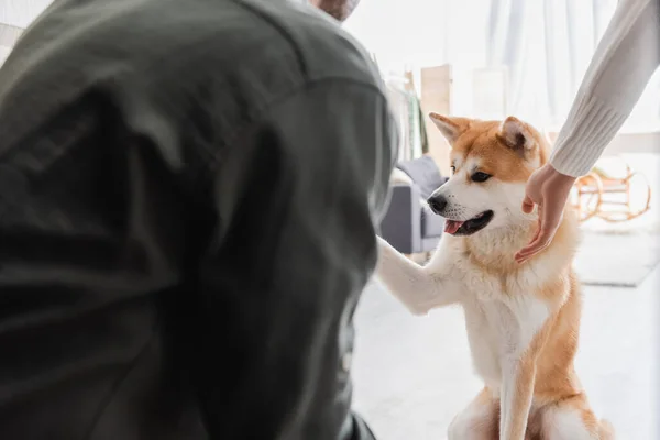 Akita inu cão dando pata ao homem cortado em casa — Fotografia de Stock