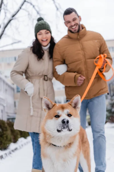 Akita inu dog walking outside with happy blurred couple — Stock Photo