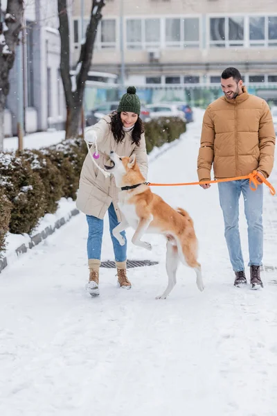 Positive man holding leash while walking near girlfriend playing with akita inu dog — Stock Photo