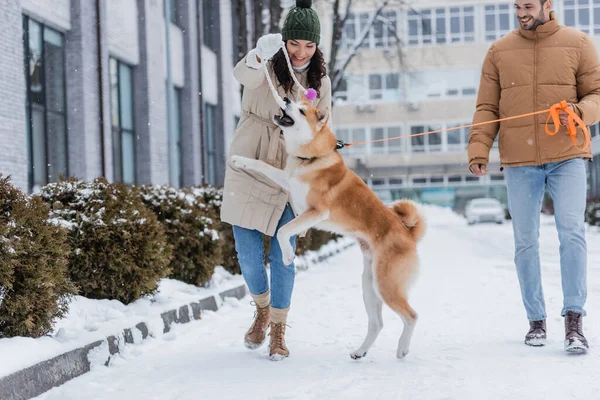 Happy man holding leash while walking near joyful girlfriend playing with akita inu dog — Stock Photo