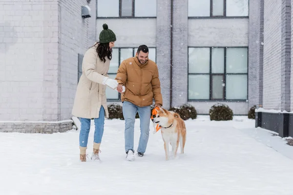 Happy man holding leash while walking near girlfriend in hat and akita inu dog in winter — Stock Photo