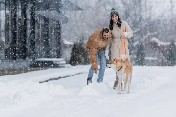 Cheerful woman holding leash while walking together with boyfriend and akita inu dog under falling snow — Stock Photo