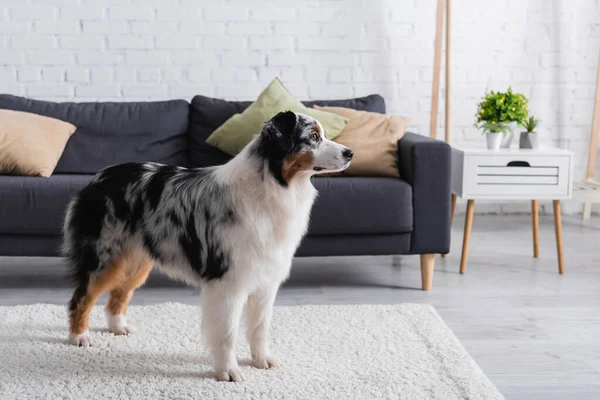 Australian shepherd dog looking away while standing on carpet near grey sofa in living room — Stock Photo