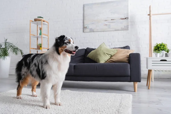 Australian shepherd dog looking away and standing on carpet near grey sofa in modern living room — Stock Photo