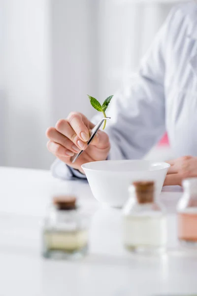 Ausgeschnittene Ansicht eines Chemikers, der eine Pinzette mit Minzblättern in der Nähe einer Schüssel im Labor hält — Stockfoto