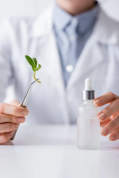 Vista recortada del asistente de laboratorio sosteniendo pinzas con hojas de menta cerca del suero en el laboratorio - foto de stock