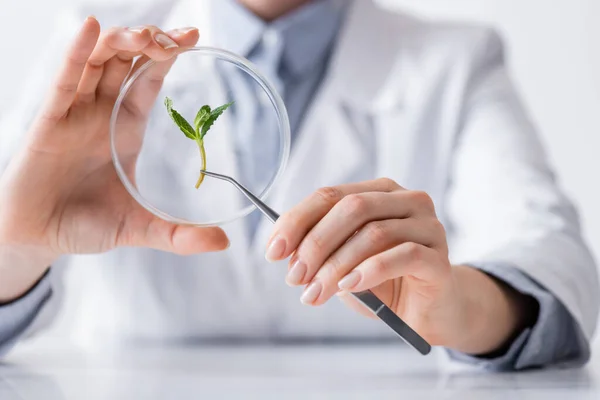 Cropped view of laboratory assistant holding tweezers with mint leaves near petri dish in lab — Stock Photo