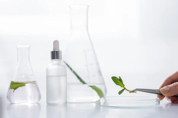 Vista recortada del asistente de laboratorio sosteniendo pinzas con hojas de menta cerca de la placa Petri, frascos y botella de suero en el laboratorio - foto de stock