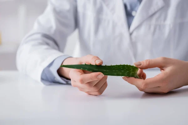 Zugeschnittene Ansicht der Laborantin mit Bio-Aloe-Blatt im Labor — Stockfoto