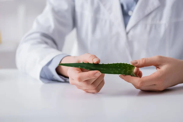 Vista recortada del asistente de laboratorio sosteniendo hoja de aloe orgánica en el laboratorio - foto de stock