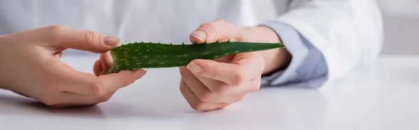 Vista recortada del asistente de laboratorio sosteniendo hoja de aloe orgánica en el laboratorio, pancarta - foto de stock