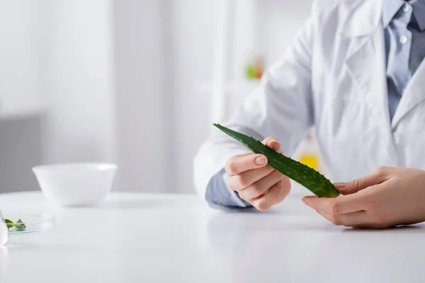 Vue partielle de l'assistant de laboratoire tenant une feuille d'aloès organique en laboratoire — Photo de stock