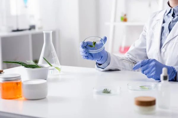 Vista ritagliata dell'assistente di laboratorio in guanti di lattice che reggono la piastra di prova con foglie di menta — Foto stock