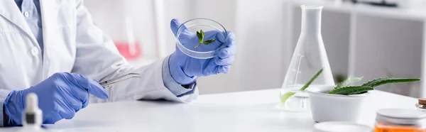Vista recortada del asistente de laboratorio en guantes de látex sosteniendo placa de prueba con hojas de menta, pancarta - foto de stock