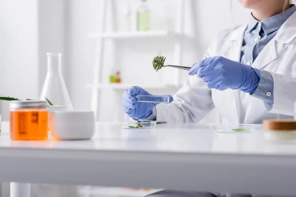 Cropped view of laboratory assistant in latex gloves holding tweezers with pine branch near test plate — Stock Photo