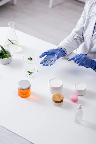 Обрезанный вид лаборанта в латексных перчатках, держащего пинцет и тестовую пластину возле свежих растений и контейнеров в лаборатории — стоковое фото