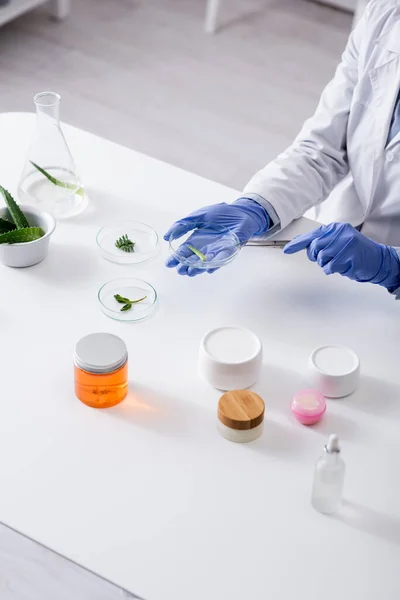 Vista recortada del asistente de laboratorio en guantes de látex que sostienen pinzas y placa de prueba cerca de plantas frescas y contenedores en laboratorio - foto de stock