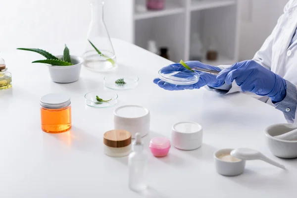 Cropped view of laboratory assistant in latex gloves holding tweezers and test plate near fresh plants and containers — Stock Photo