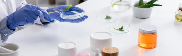 Vista recortada del asistente de laboratorio en guantes de látex con pinzas y placa de prueba cerca de plantas frescas y contenedores, pancarta - foto de stock