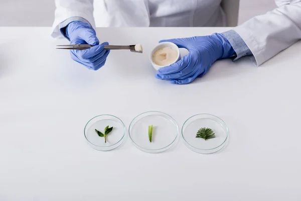 Cropped view of chemist in latex gloves holding tweezers and bowl with cream near fresh plants on test plates — Stock Photo