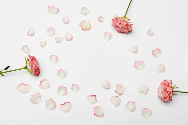 Top view of blooming roses near petals on white — Stock Photo