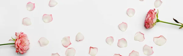 Top view of blooming roses near petals on white, banner — Stock Photo