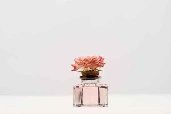 Flor rosa em garrafa com perfume em branco — Fotografia de Stock