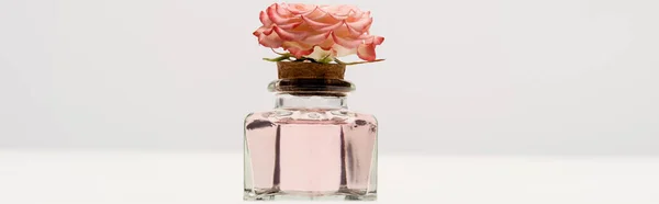 Pink flower on bottle with perfume on white, banner — Stock Photo