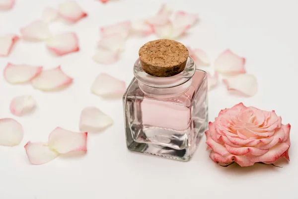 Flor rosa y pétalos en botella con perfume en blanco - foto de stock