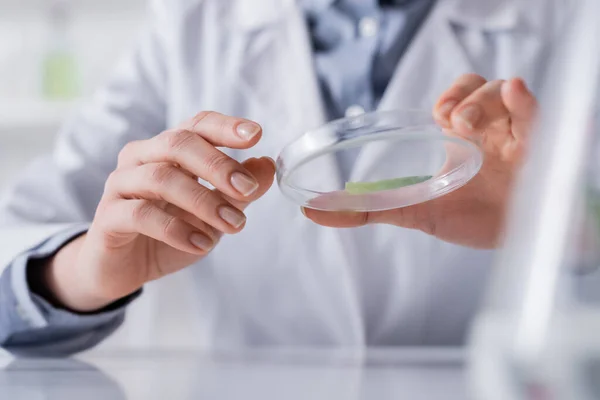 Vue recadrée de l'assistant de laboratoire tenant la plaque d'essai avec un échantillon d'aloès — Photo de stock