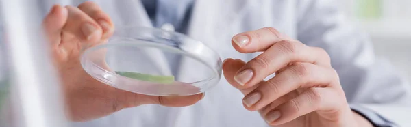 Cropped view of laboratory assistant holding test plate with aloe sample, banner — Stock Photo