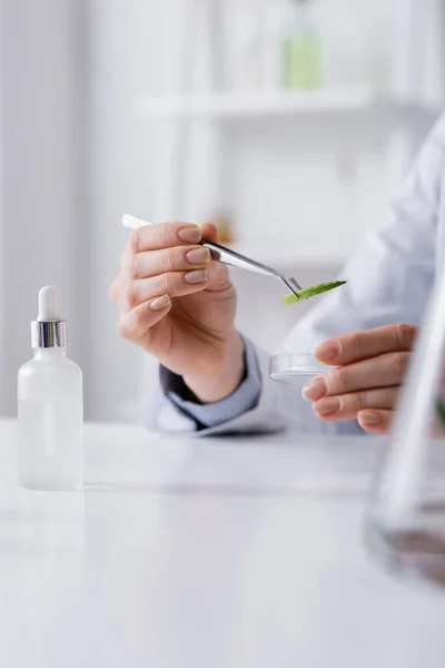 Abgeschnittene Ansicht eines Wissenschaftlers, der eine Pinzette mit Aloe in der Nähe der Testplatte hält — Stockfoto