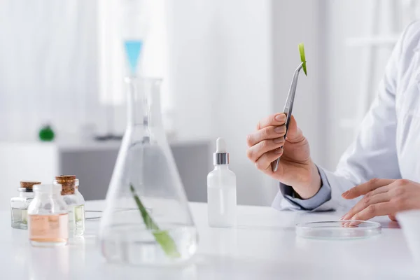 Vista recortada del asistente de laboratorio sosteniendo pinzas con aloe cerca de ingredientes cosméticos - foto de stock