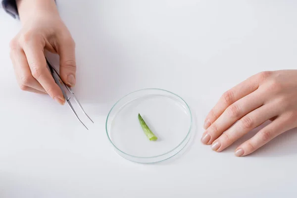 Blick von oben auf den Laborassistenten, der eine Pinzette in der Nähe der Testplatte mit Aloe-Probe hält — Stockfoto