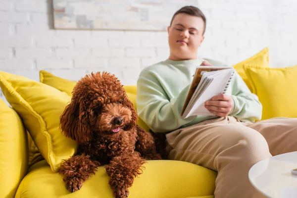 Poodle marrom perto menino borrado com síndrome de down segurando notebook em casa — Fotografia de Stock