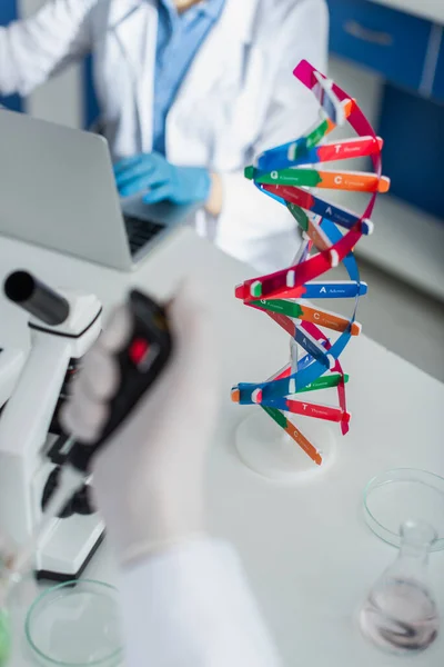 Foyer sélectif du modèle d'ADN près du généticien cultivé travaillant sur ordinateur portable — Photo de stock