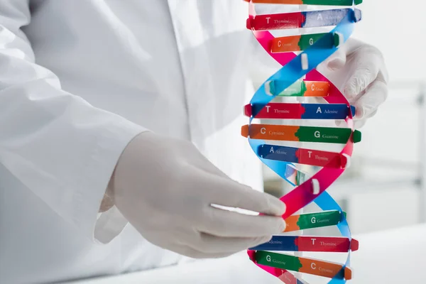 Modelo de ADN cerca de genetista recortado en guantes de látex - foto de stock