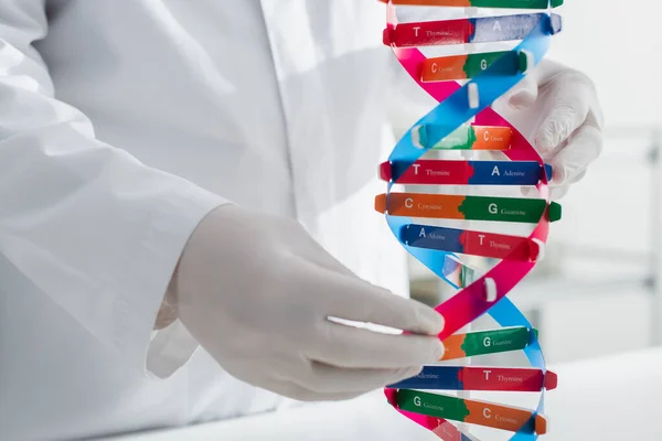 Dna-Modell in der Nähe beschnittener Genetiker in Latexhandschuhen — Stockfoto