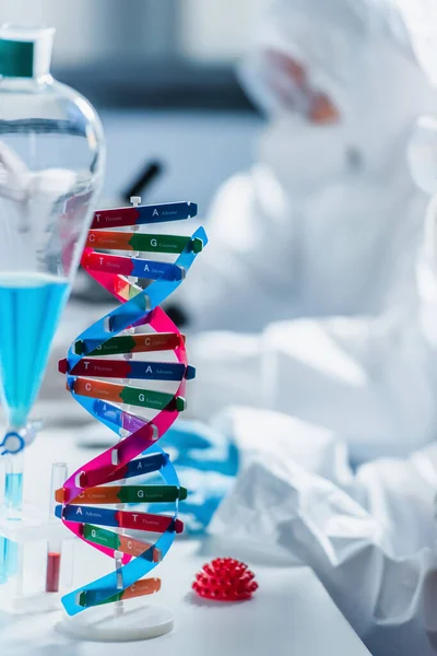 Dna та моделі бактерій коронавірусу поблизу генетиків на розмитому фоні — стокове фото