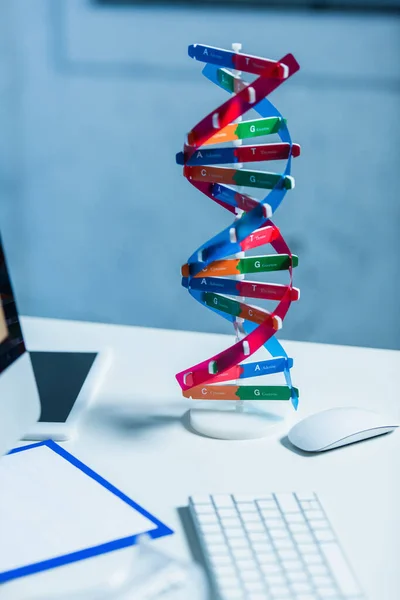 Modelo de estructura de ADN cerca del ratón de la computadora en el escritorio en el laboratorio - foto de stock