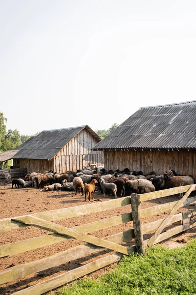 Graneros de madera y corral con ganado en granja de ganado - foto de stock