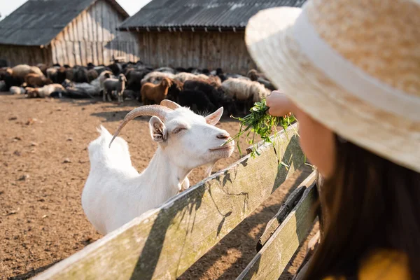 Niño borroso alimentando cabra blanca en corral cerca de rebaño de ovejas - foto de stock