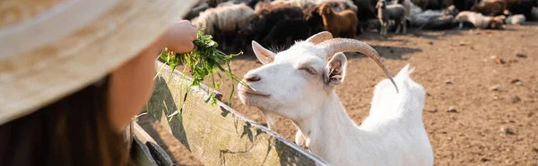 Niña borrosa alimentando cabra con cuernos en la granja de ganado, bandera - foto de stock