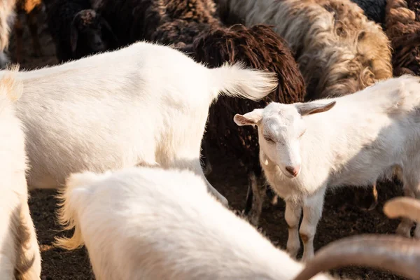 White goats grazing in sheep herd outdoors — Stock Photo