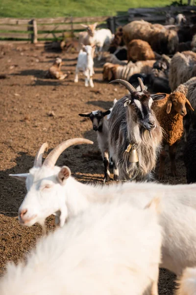 Cabras con cuernos en corral en la granja de ganado sobre fondo borroso - foto de stock