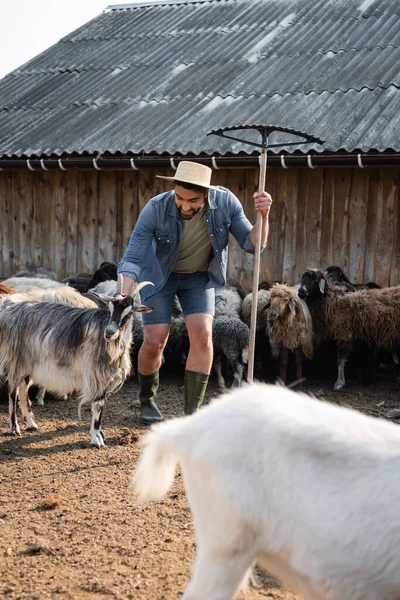 Farmer in straw hat holding rakes while working with livestock in corral on farm — Foto stock