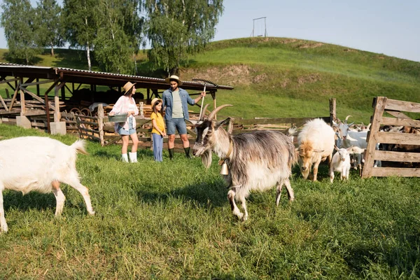Flock of goats grazing near family standing at corral on cattle farm — Foto stock